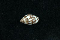 藏品(火燄筆螺)的圖片